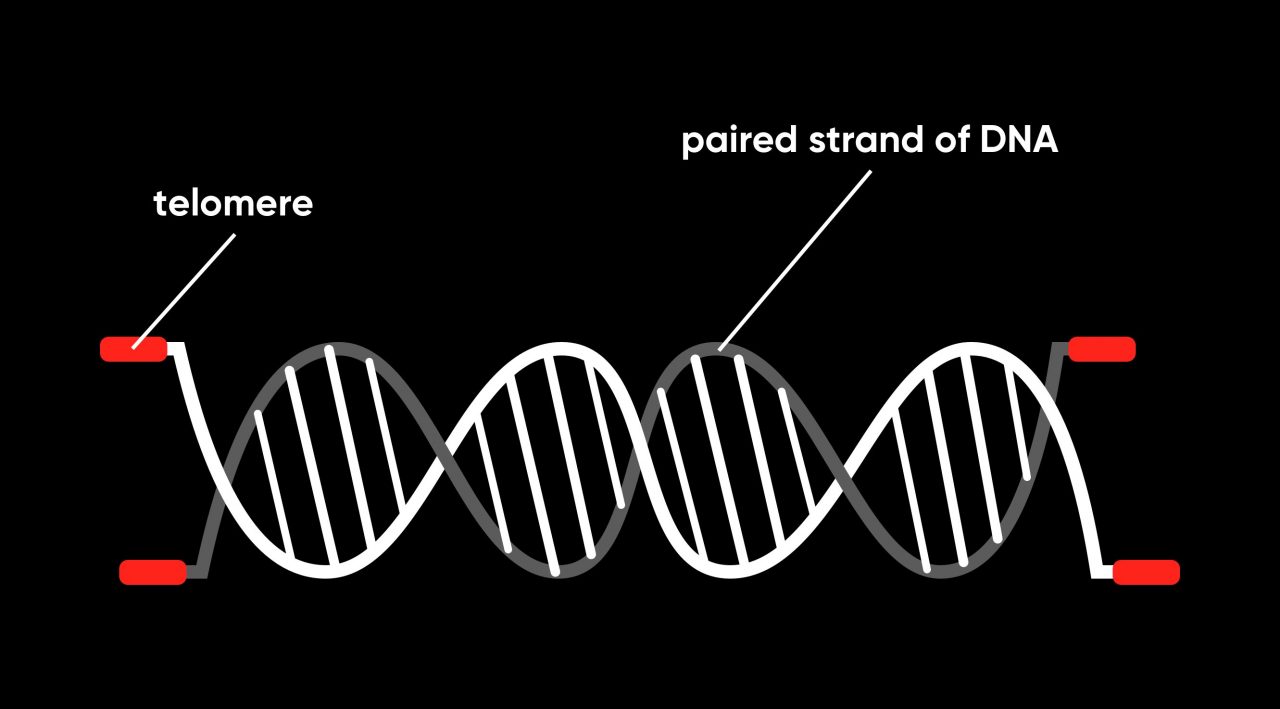 Exercise helps maintain the length of your telomeres